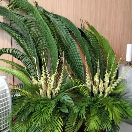 Palm10-ok_1